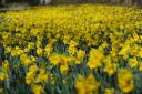 Here are five of the best places to see daffodils in Suffolk