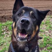 Junior is looking for his forever home in Suffolk