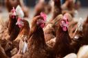 Chickens now have to be kept indoors because of avian flu - so free range eggs are off the supermarket shelves.