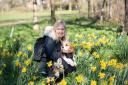 Amanda Coxhead with her puppy Bonnie amongst the daffodils in Christchurch Park.  Picture: Sarah Lucy Brown