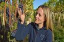 Five Suffolk vineyards you should visit