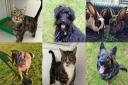 Could you offer any of these animals their forever home in Suffolk?