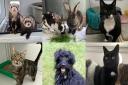 Some of the animals in need of a new home in Suffolk