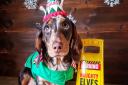 Santa Paws 2019 - Pablo - Picture: STACEY DAY