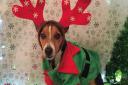 Will you be dressing up your pet this Christmas? Picture: ABBI LAWRENCE