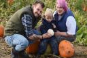 Five places where you can go pumpkin picking in Suffolk