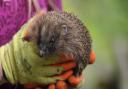Hedgehogs are now endangered -Suffolk Prickles based in Stonham have been sharing tips for making your garden hedgehog friendly  Picture: SARAH LUCY BROWN