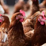The chickens were taken from a farm near Bury St Edmunds (file photo)