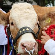 Everything you need to know about this year's Suffolk Show