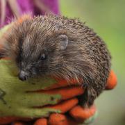 Hedgehogs are now endangered -Suffolk Prickles based in Stonham have been sharing tips for making your garden hedgehog friendly  Picture: SARAH LUCY BROWN