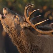 A photographer has managed to capture incredible pictures of the stags at Helmingham Hall over the years