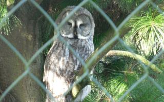 Suffolk Owl Sanctuary has been forced to postpone its flying season because of bird flu