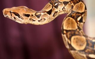 A snake, thought to be a boa constrictor, has been seen on a path in Bury St Edmunds