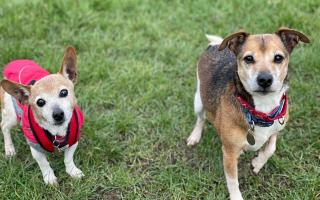 RSPCA urges people to temporarily adopt abandoned animals